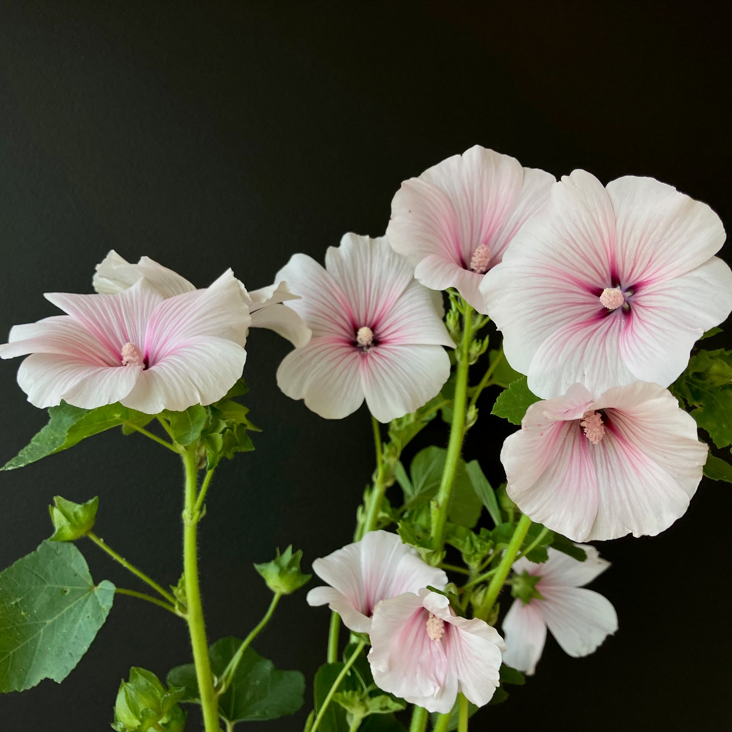 Lavatera (Rose Mallow) - Pink Blush