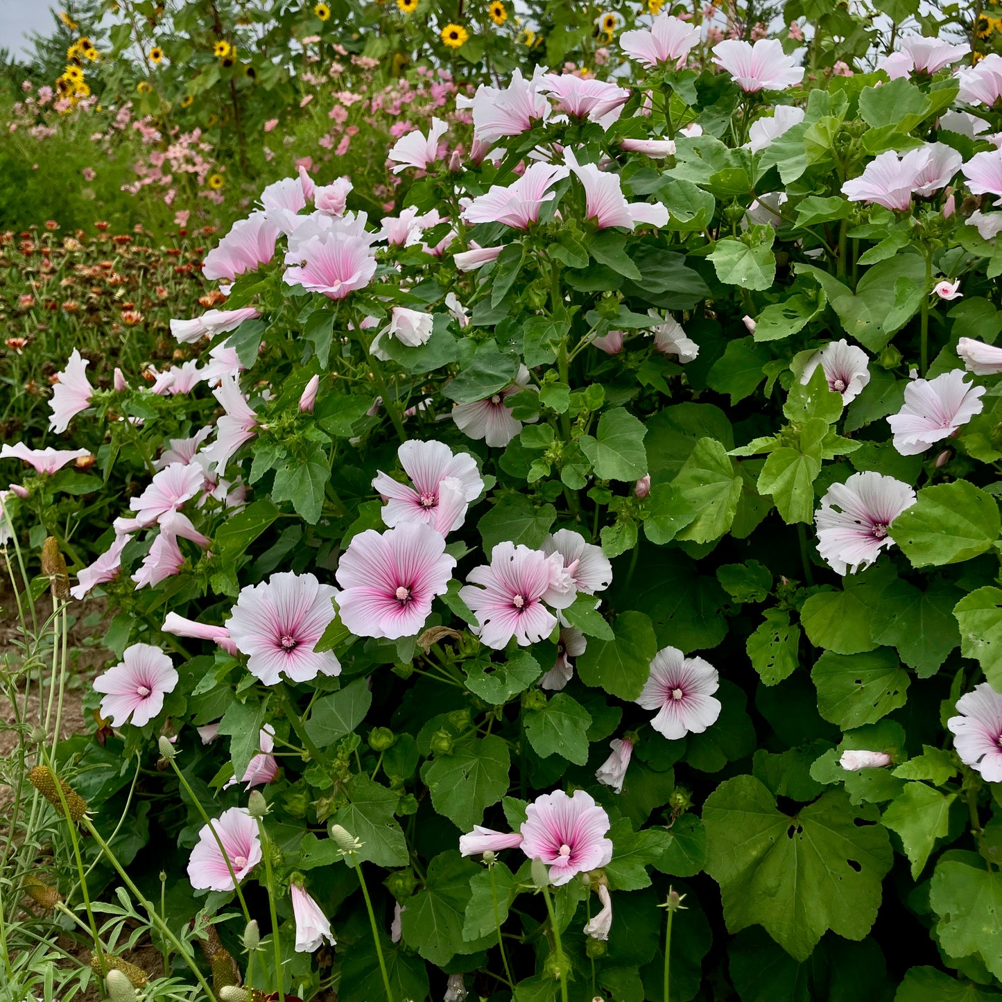 Lavatera (Rose Mallow) - Pink Blush