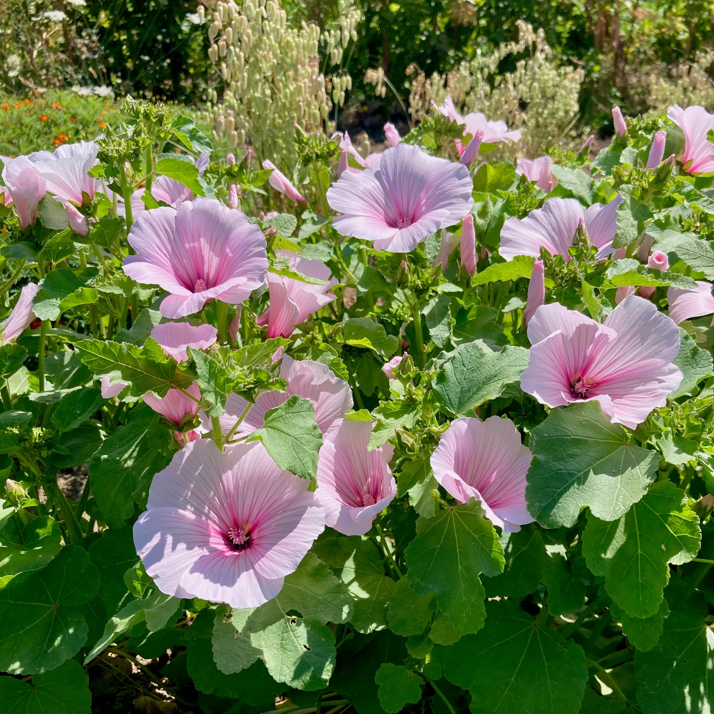 Lavatera (Rose Mallow) - Pink Blush
