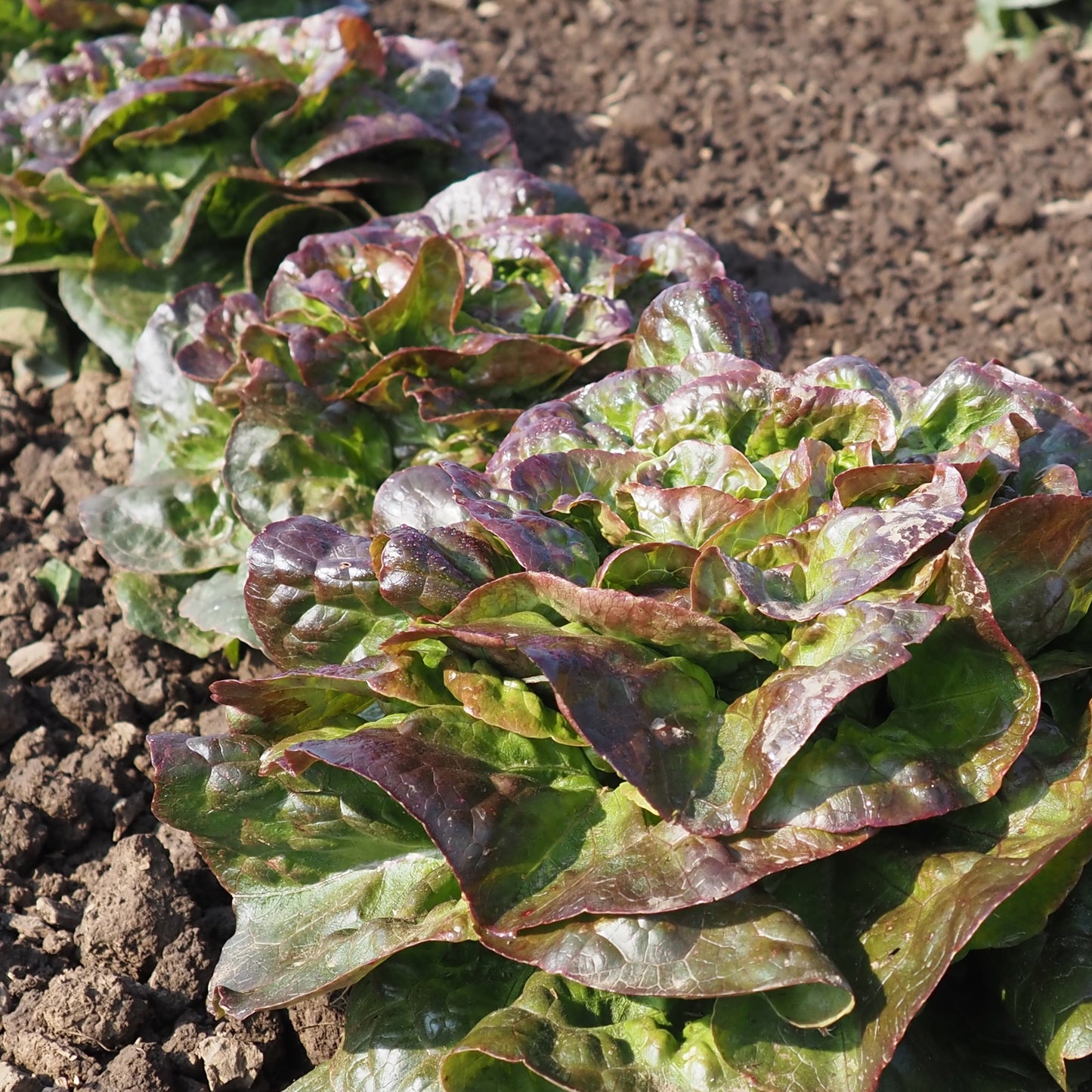 Lettuce ⁃ Organic Seed - Cegolaine