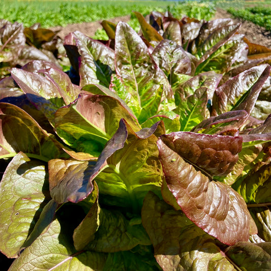 Lettuce - Devil's Ears