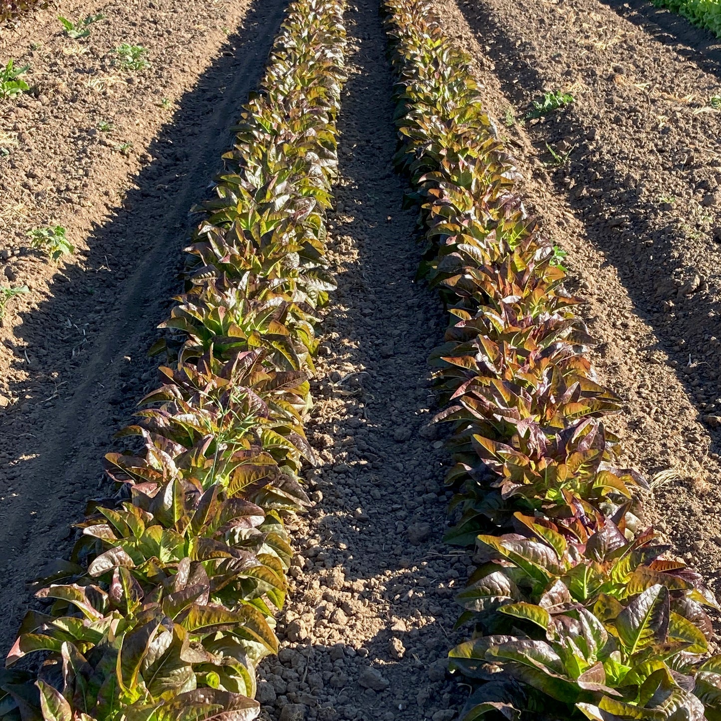 Lettuce - Devil's Ears