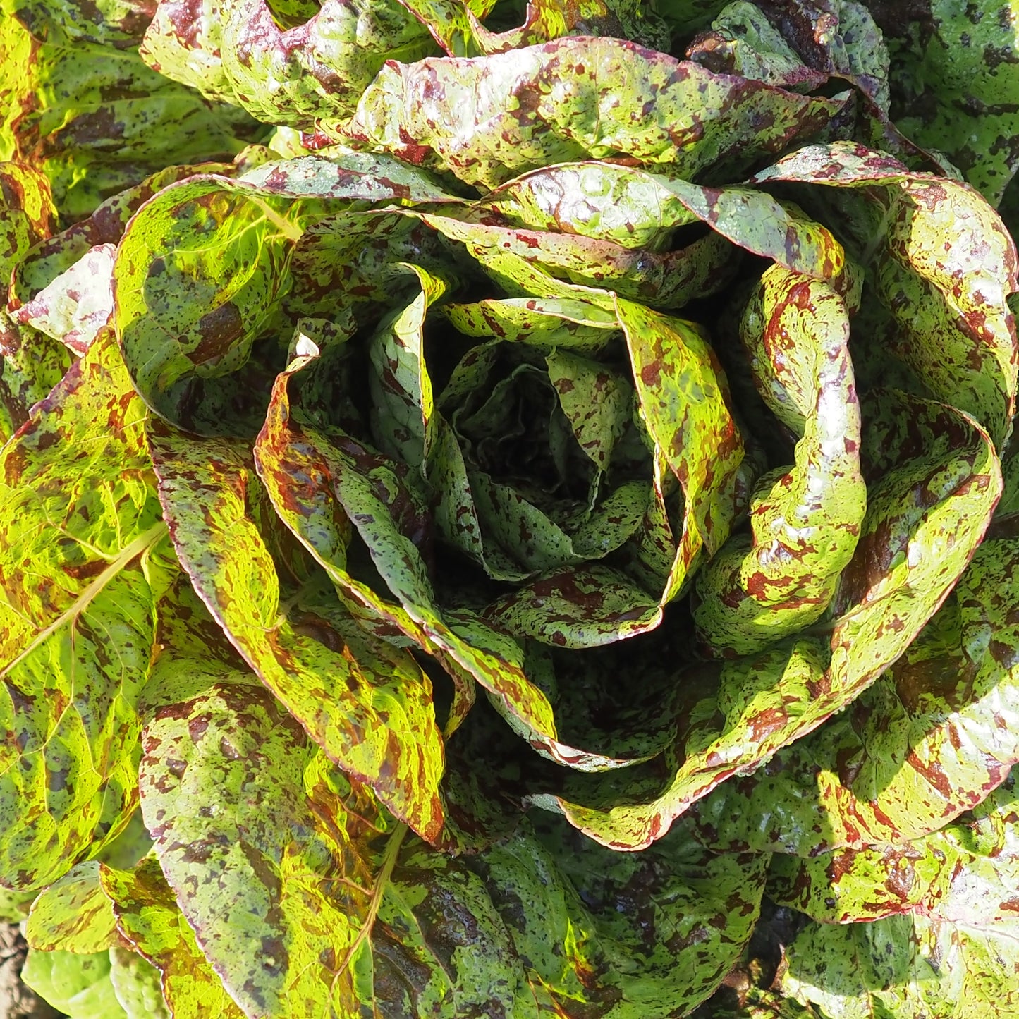 Lettuce ⁃ Organic Seed - Flashy Trout Back