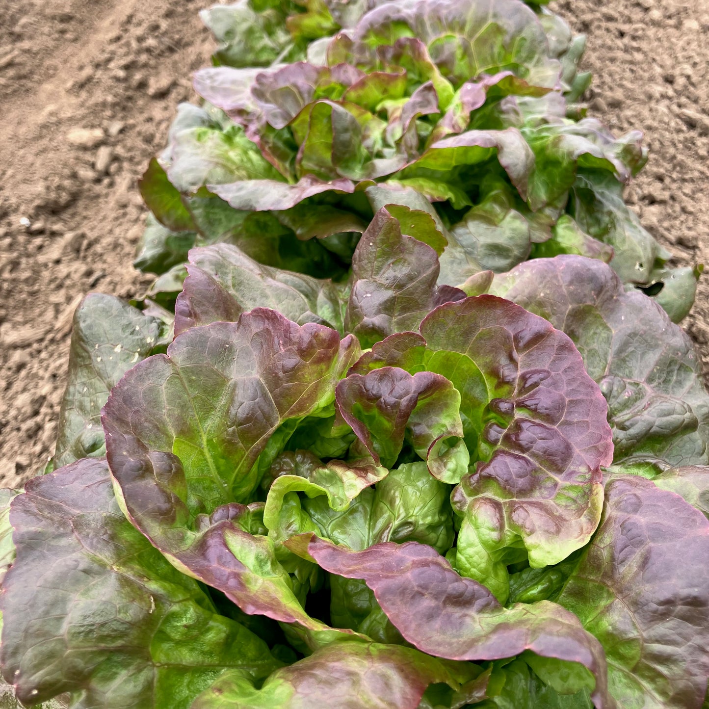 Lettuce - Grandma Hadley's