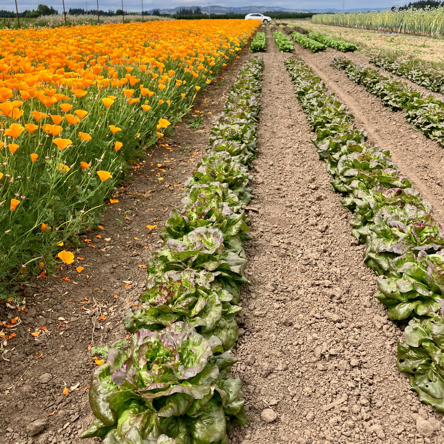 Lettuce - Grandma Hadley's