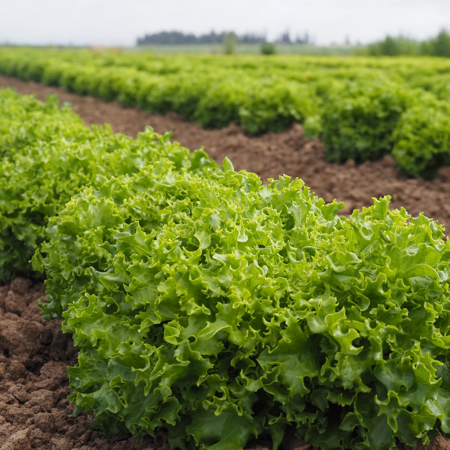 Lettuce ⁃ Organic Seed - Green Saladbowl