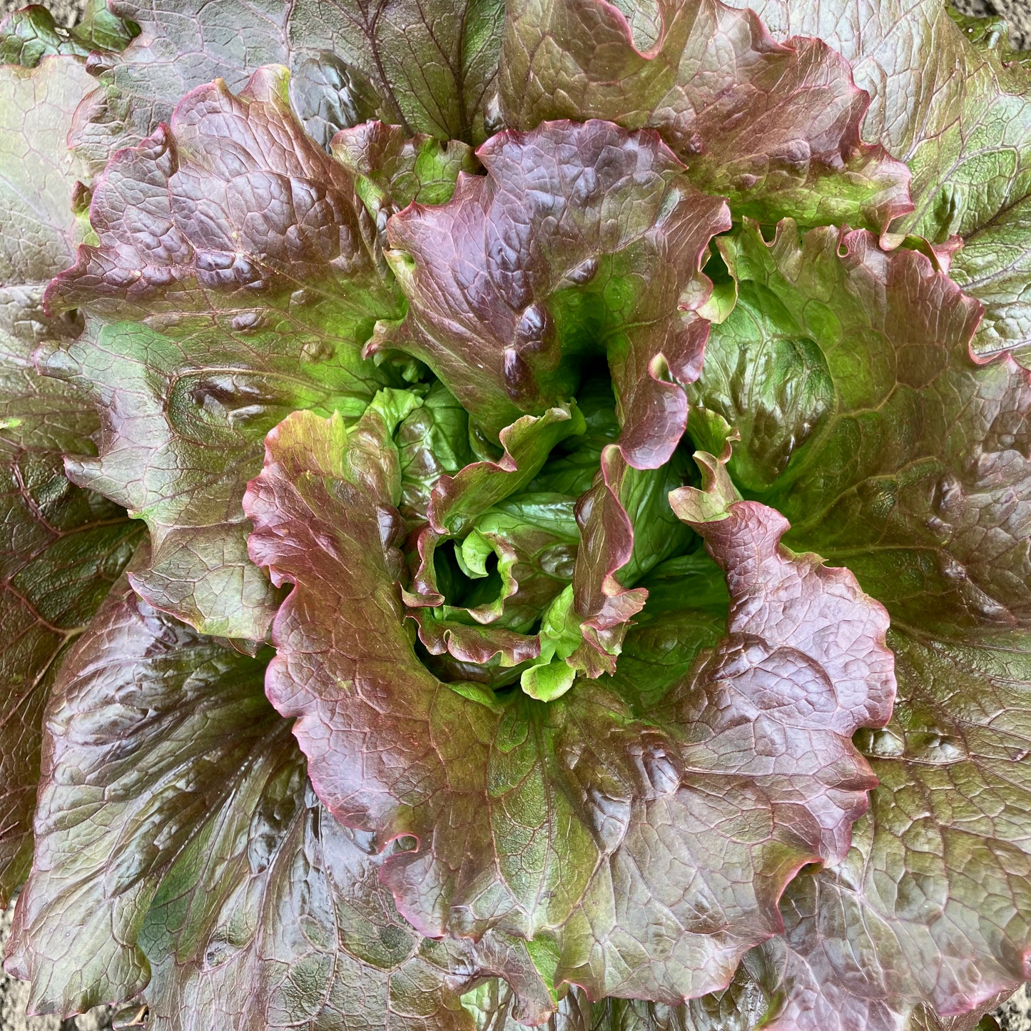 Lettuce - Magenta