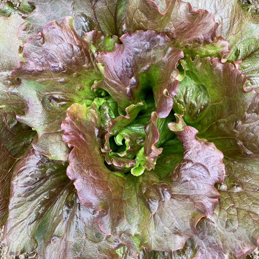 Lettuce - Magenta