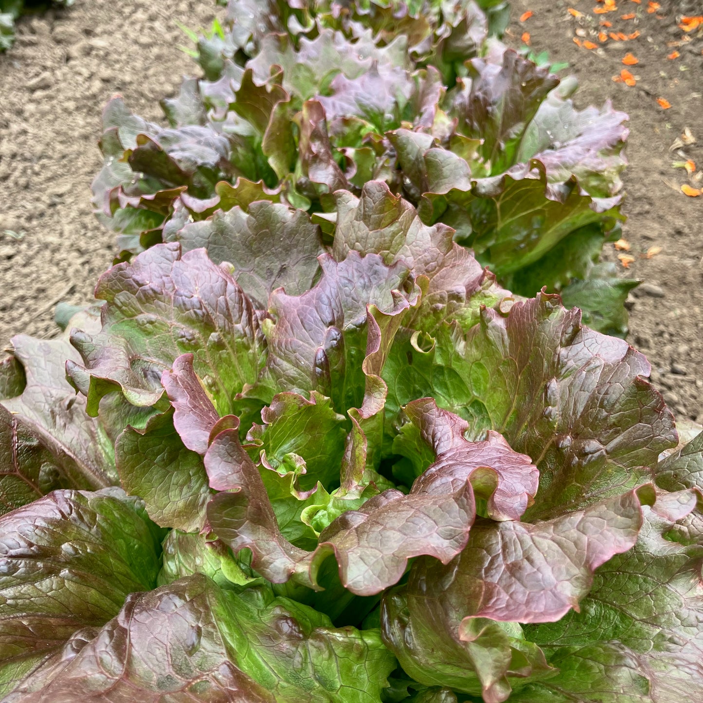 Lettuce - Magenta