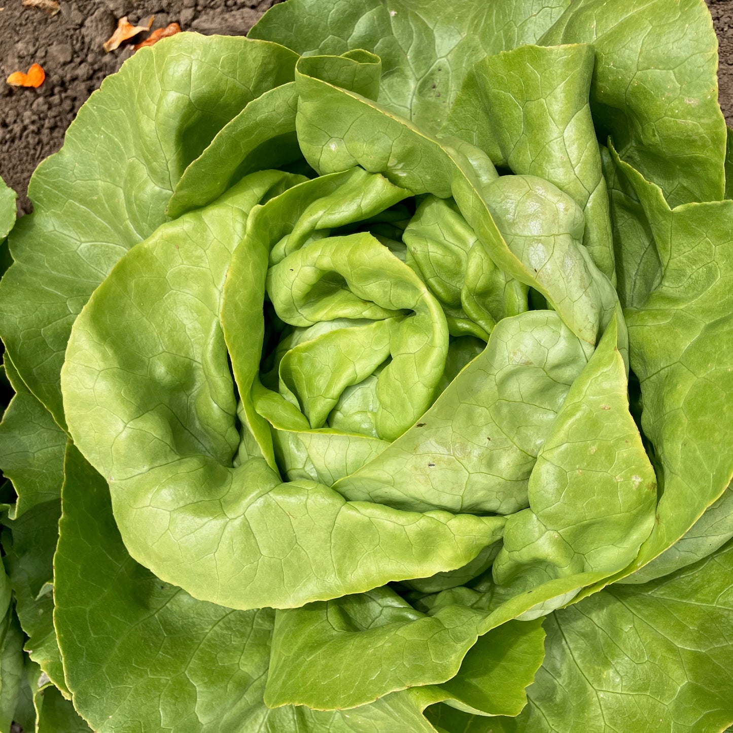 Lettuce - Nancy
