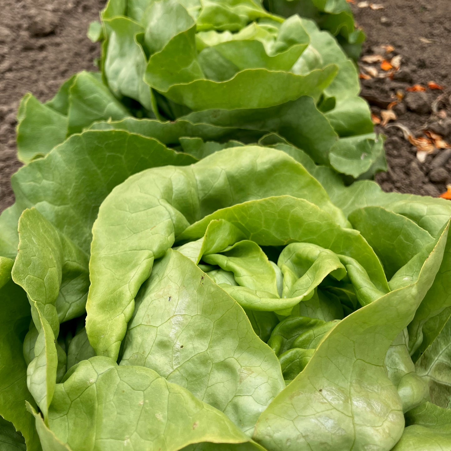 Lettuce - Nancy