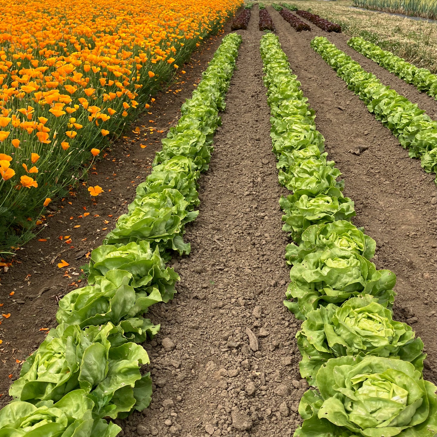 Lettuce - Nancy