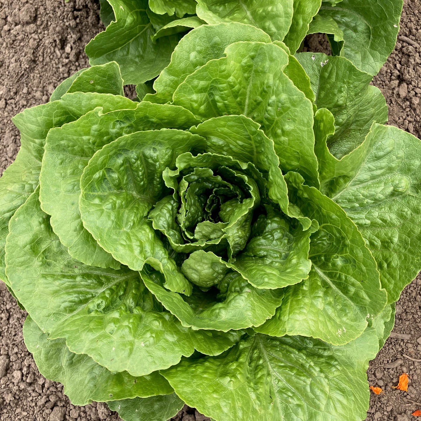 Lettuce - Parris Island