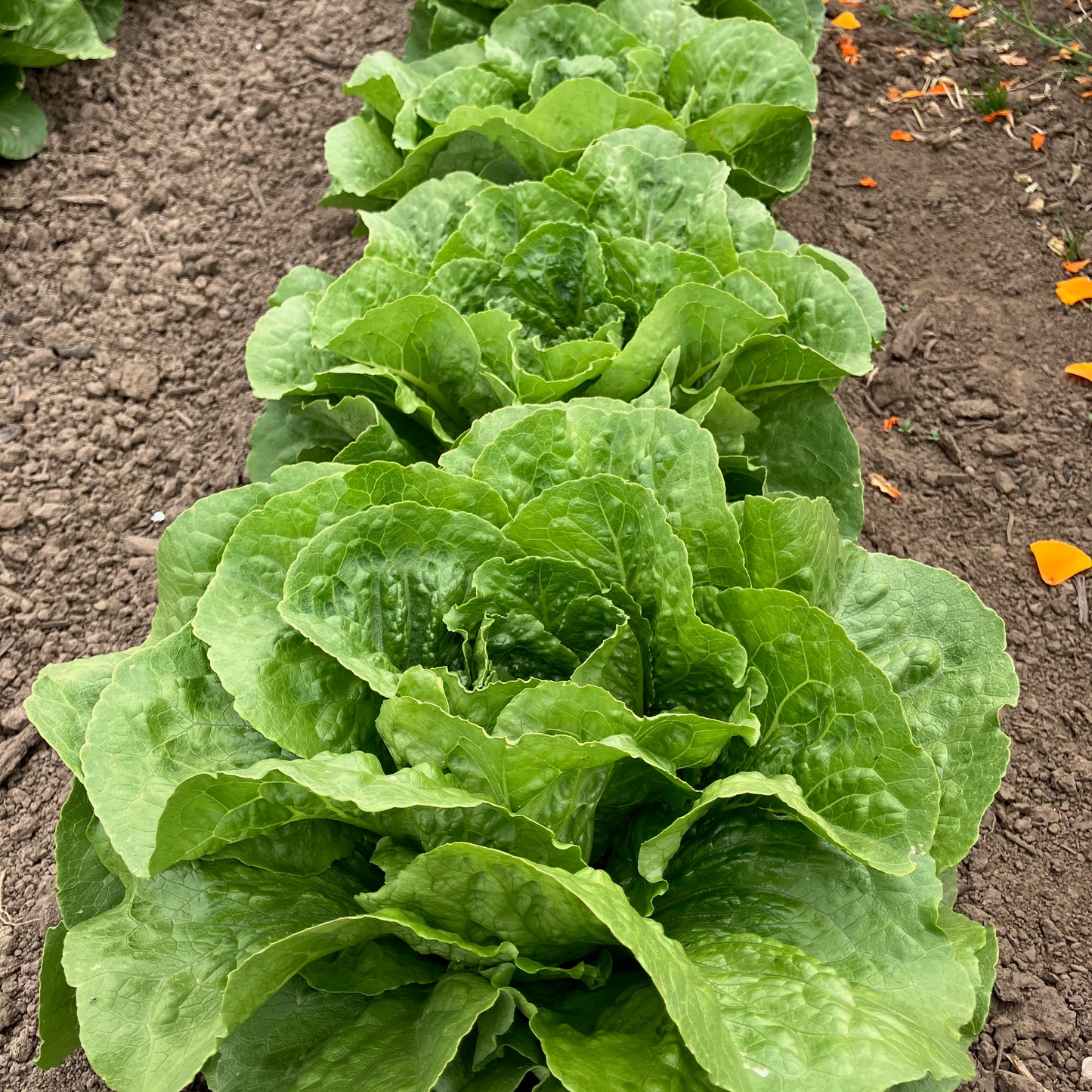 Lettuce - Parris Island