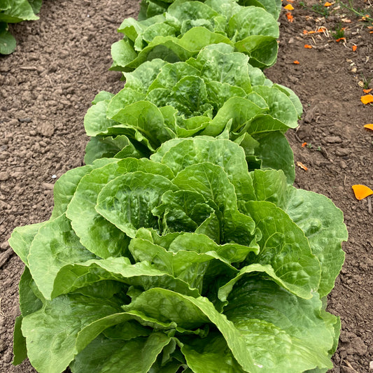 Lettuce - Parris Island
