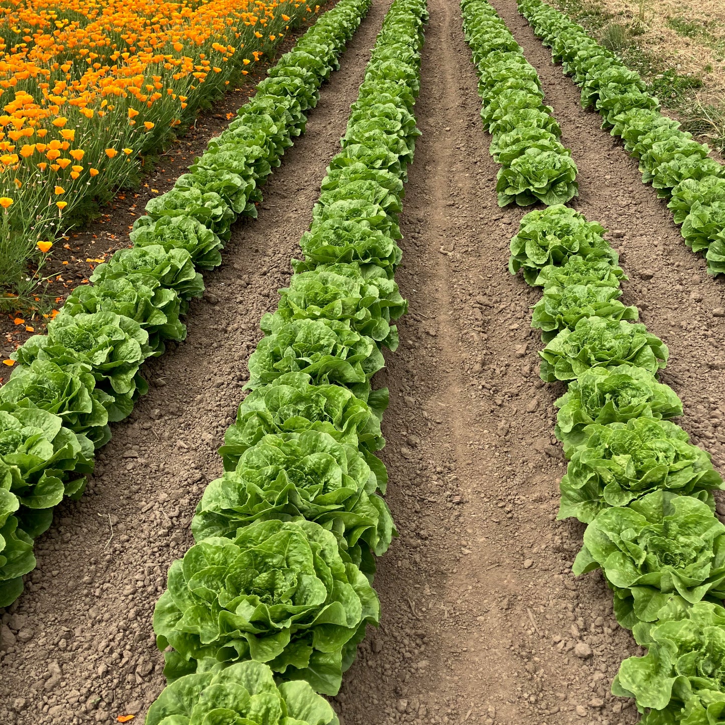 Lettuce - Parris Island