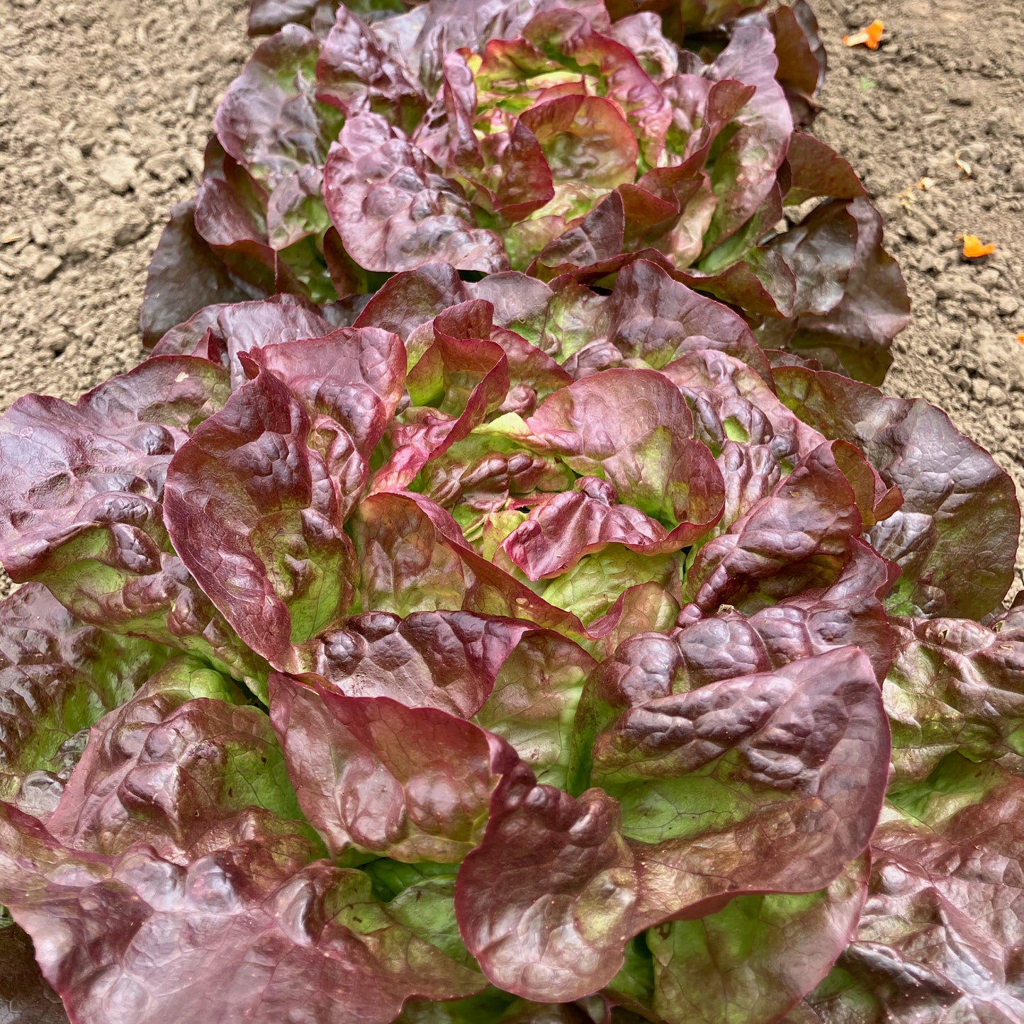 Lettuce - Red Cross