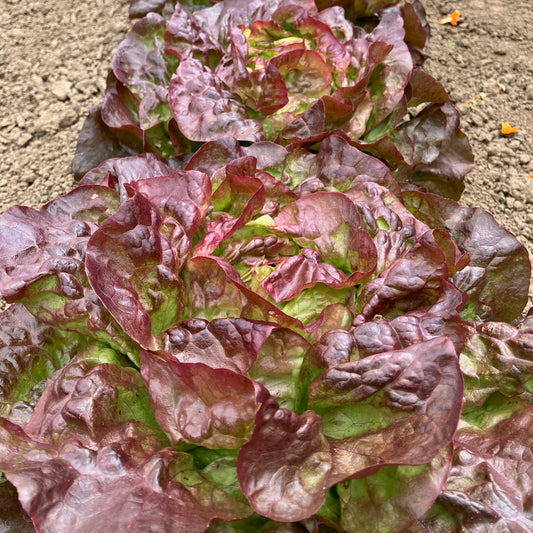Lettuce - Red Cross