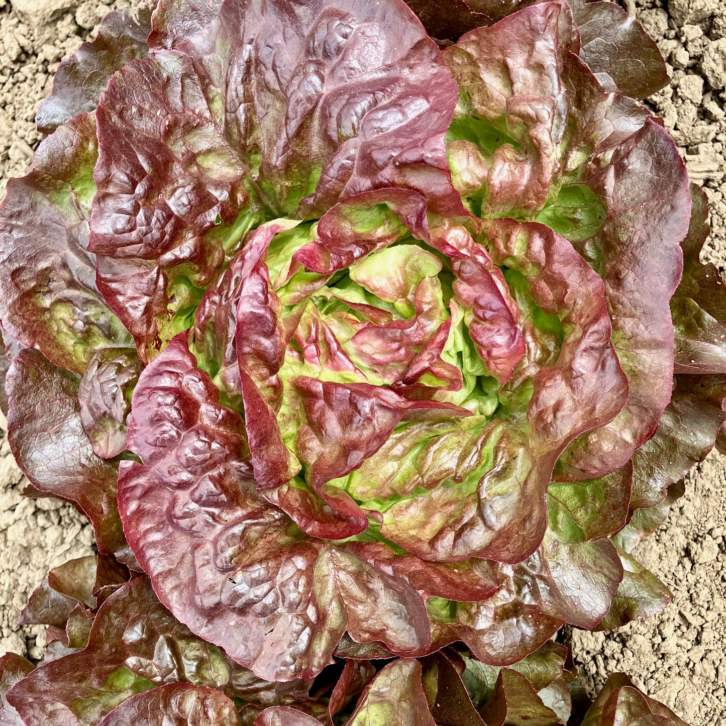 Lettuce - Red Cross