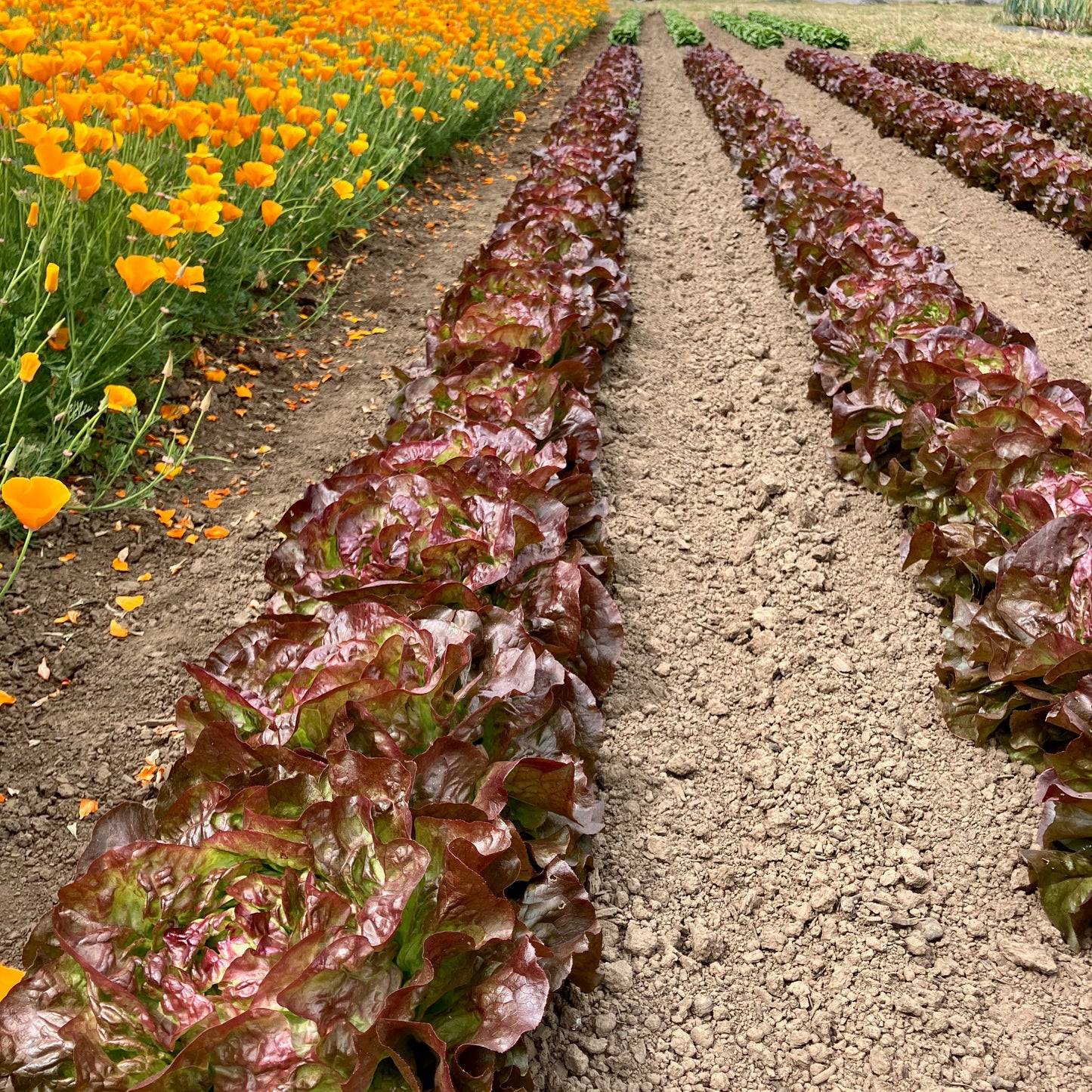 Lettuce - Red Cross