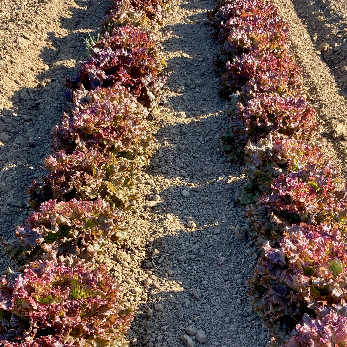 Lettuce - Red Sails