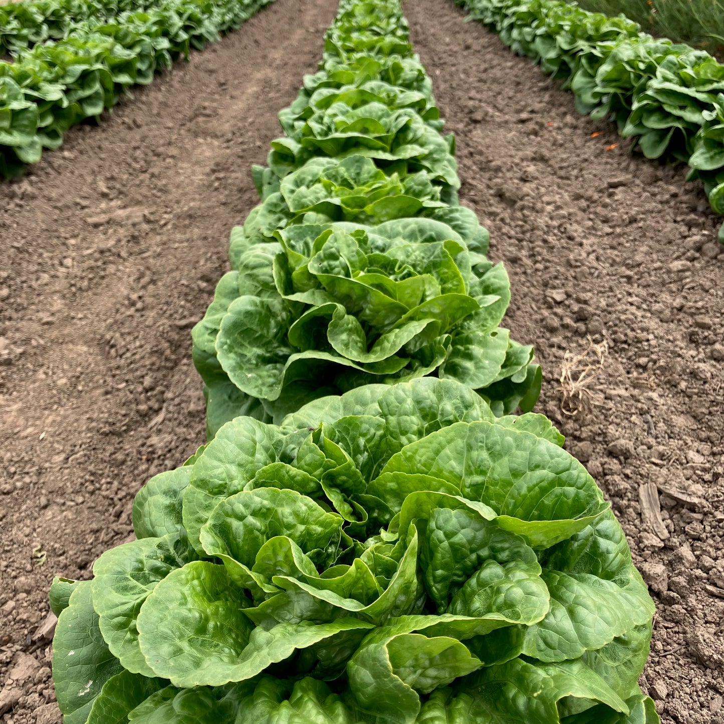 Lettuce - Winter Density