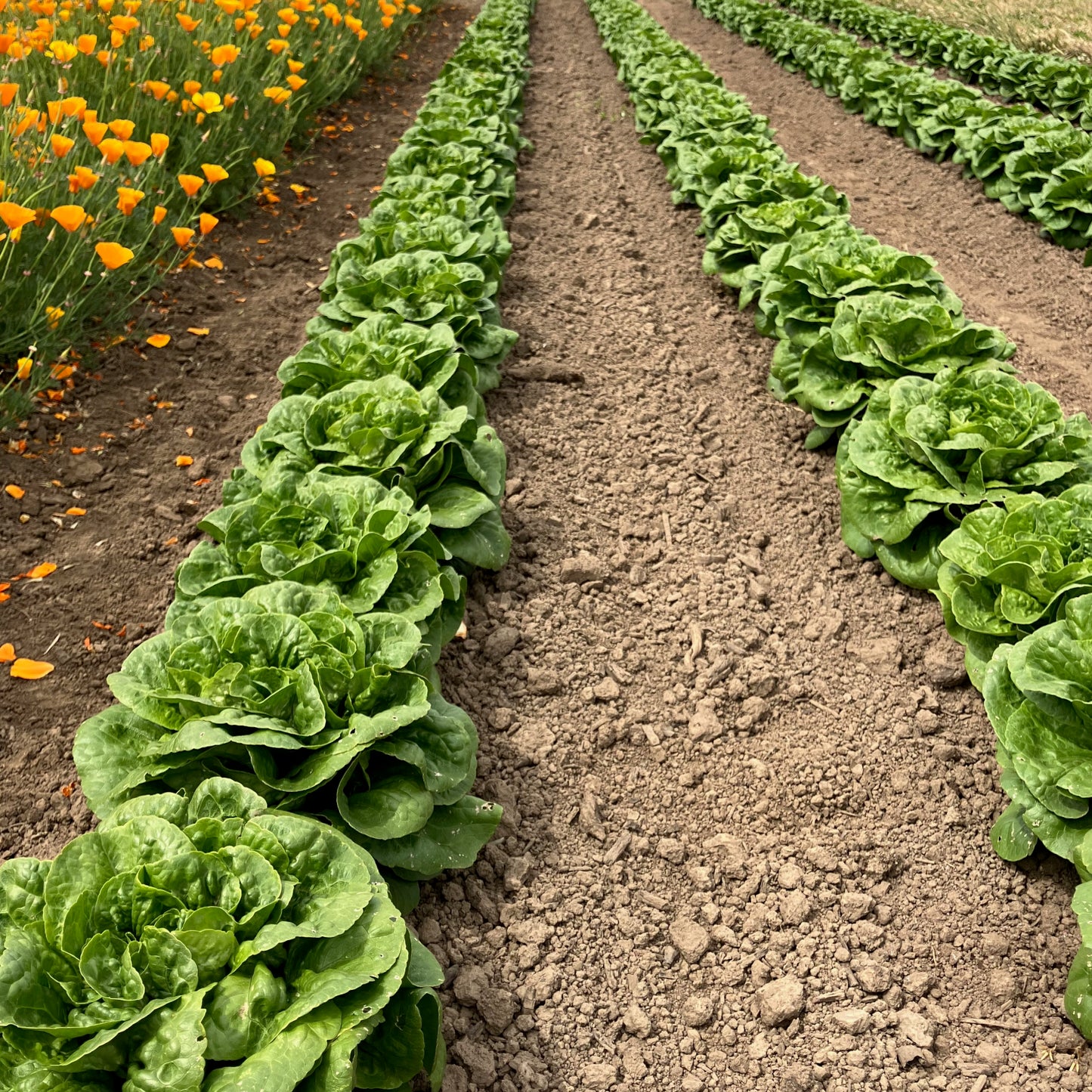 Lettuce - Winter Density