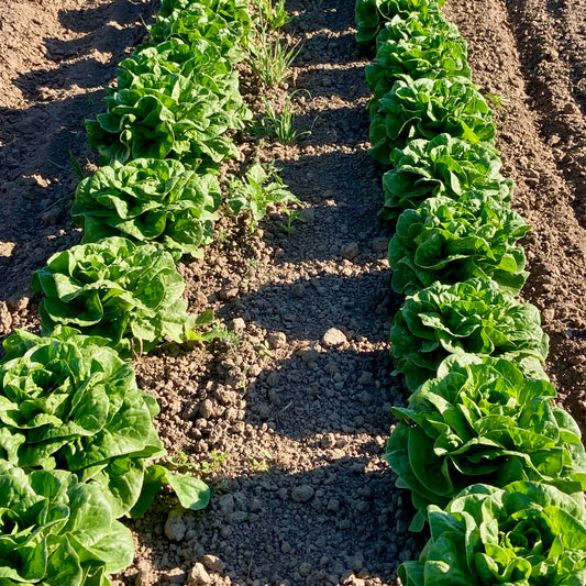 Lettuce - Winter Wonderland