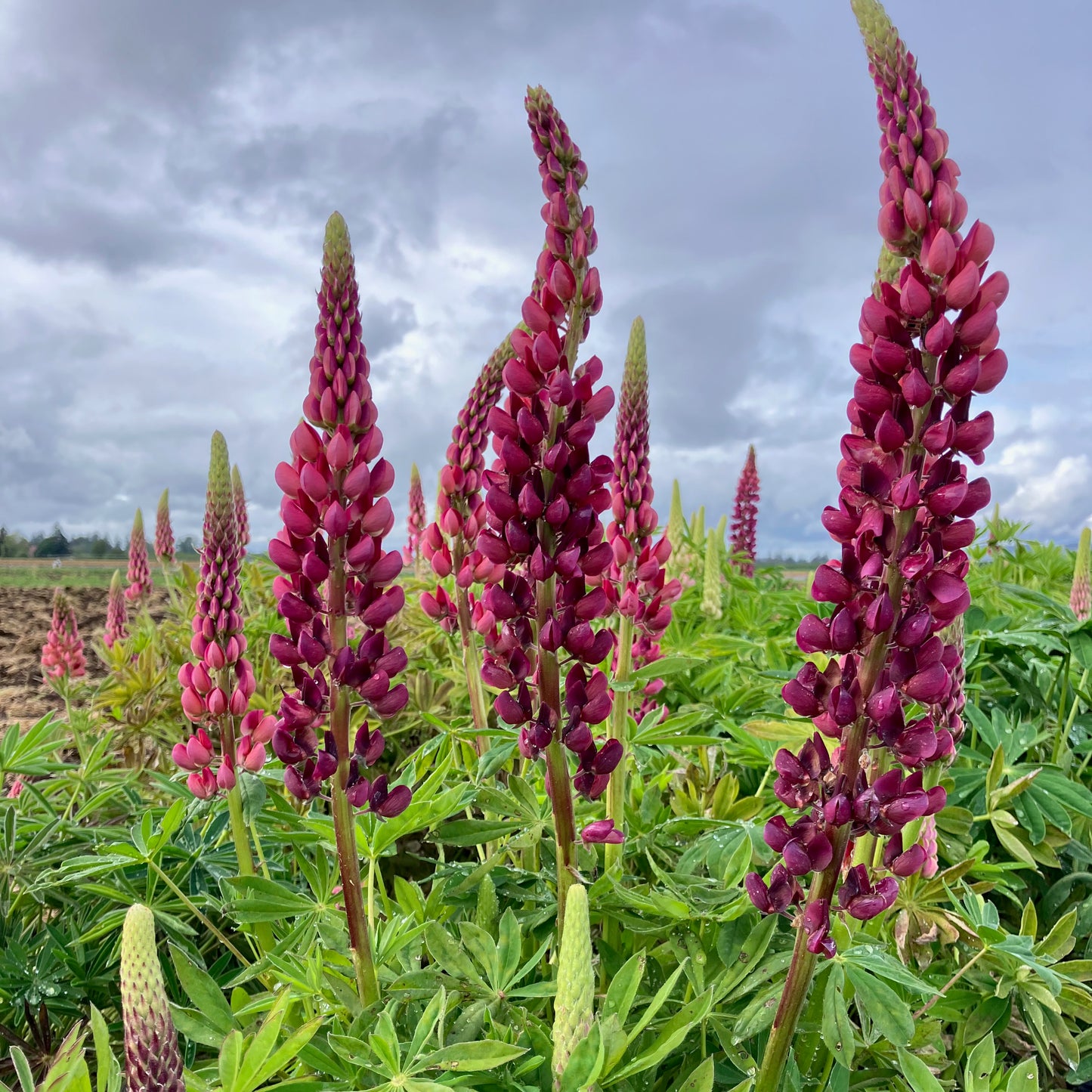 Lupine - The Chatelaine