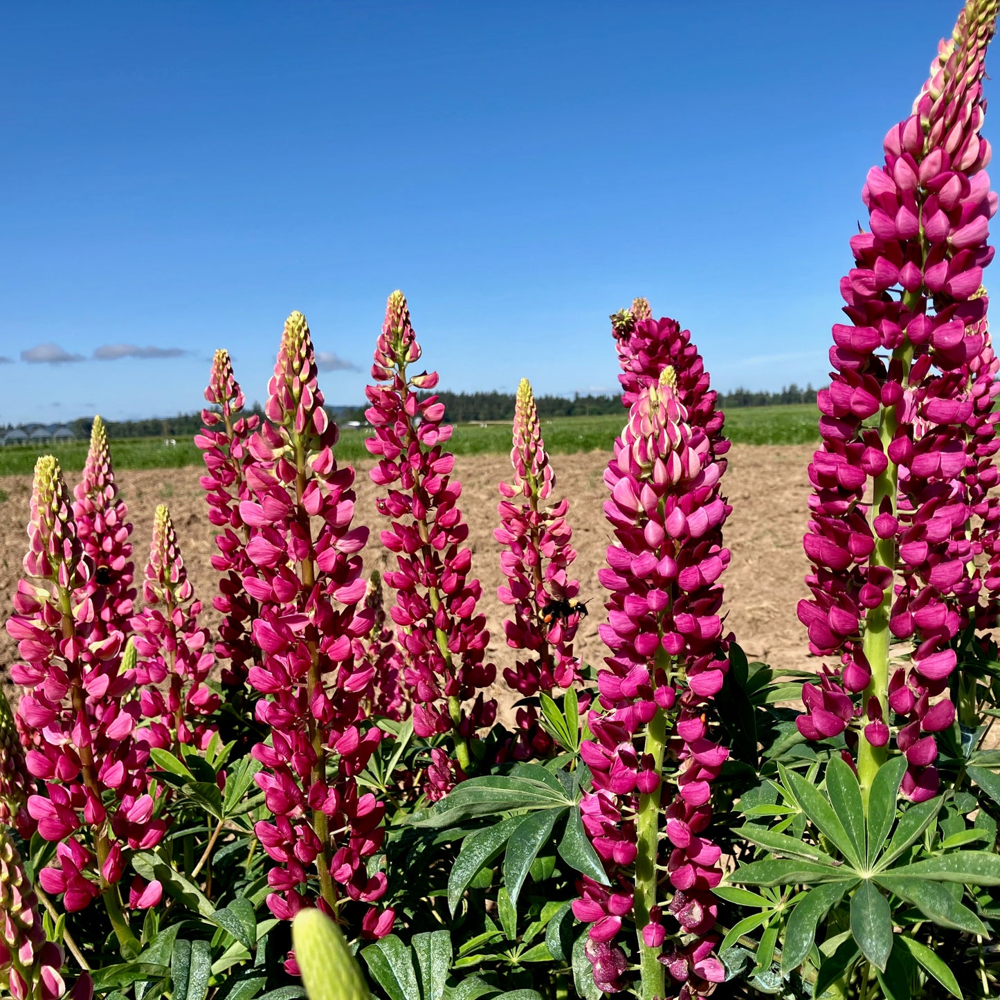 Lupine - The Chatelaine