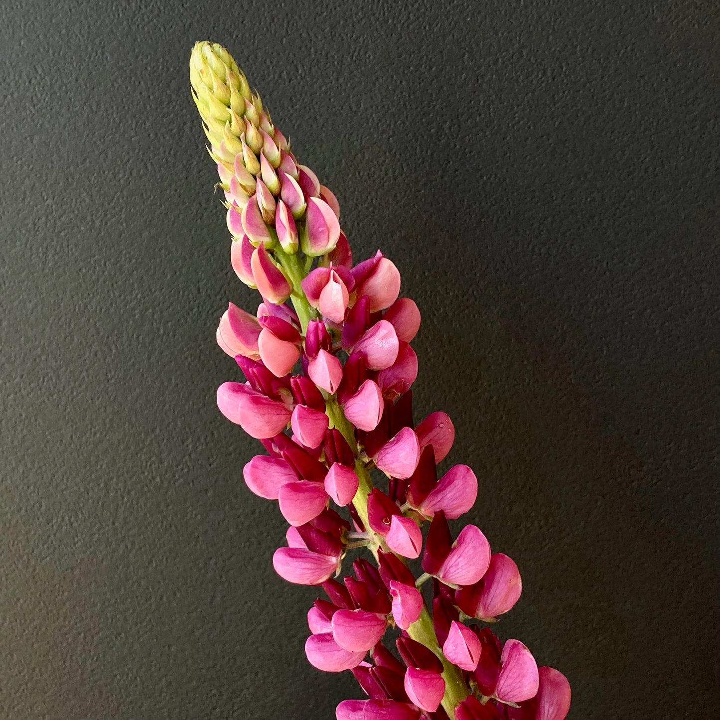 Lupine - The Chatelaine