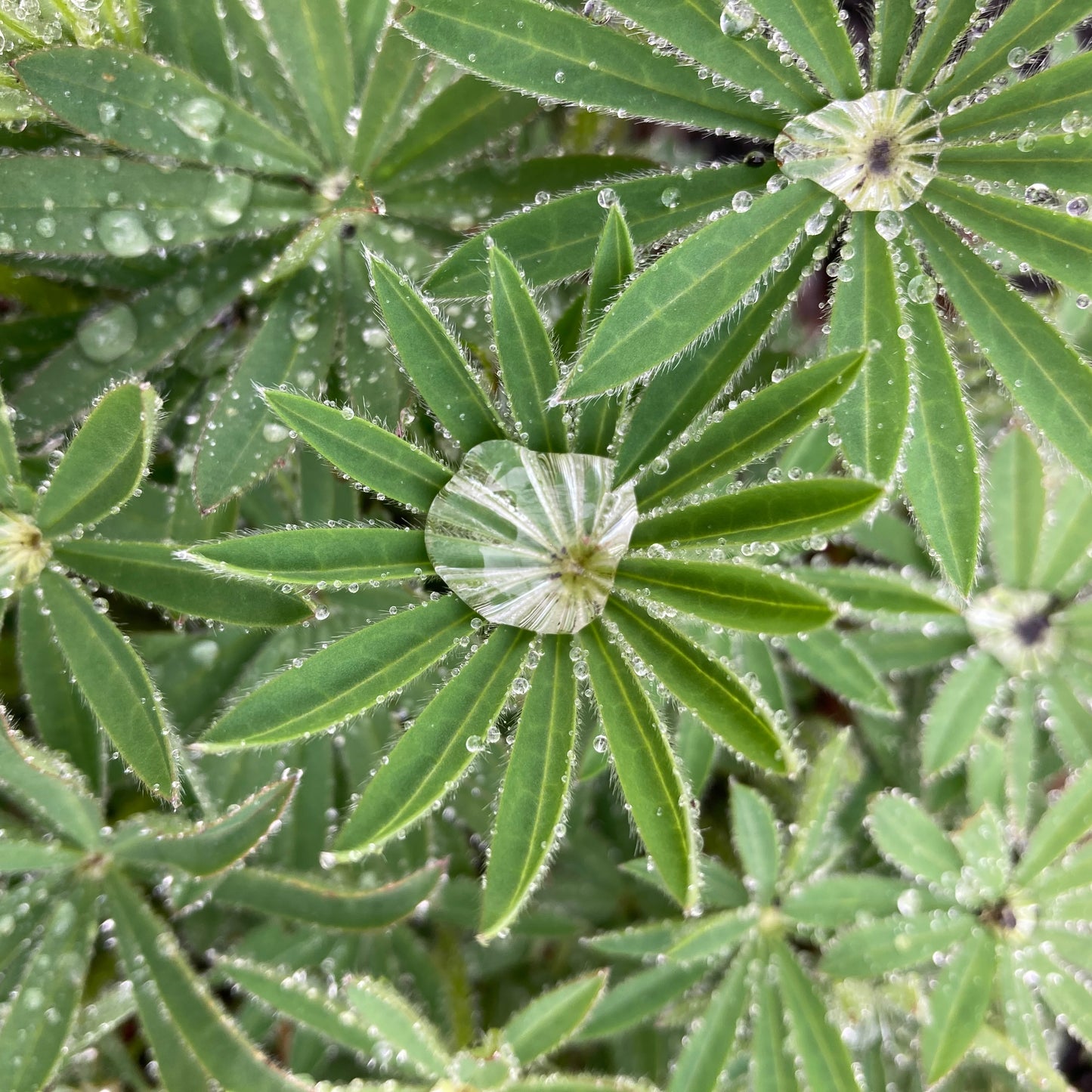 Lupine - The Chatelaine
