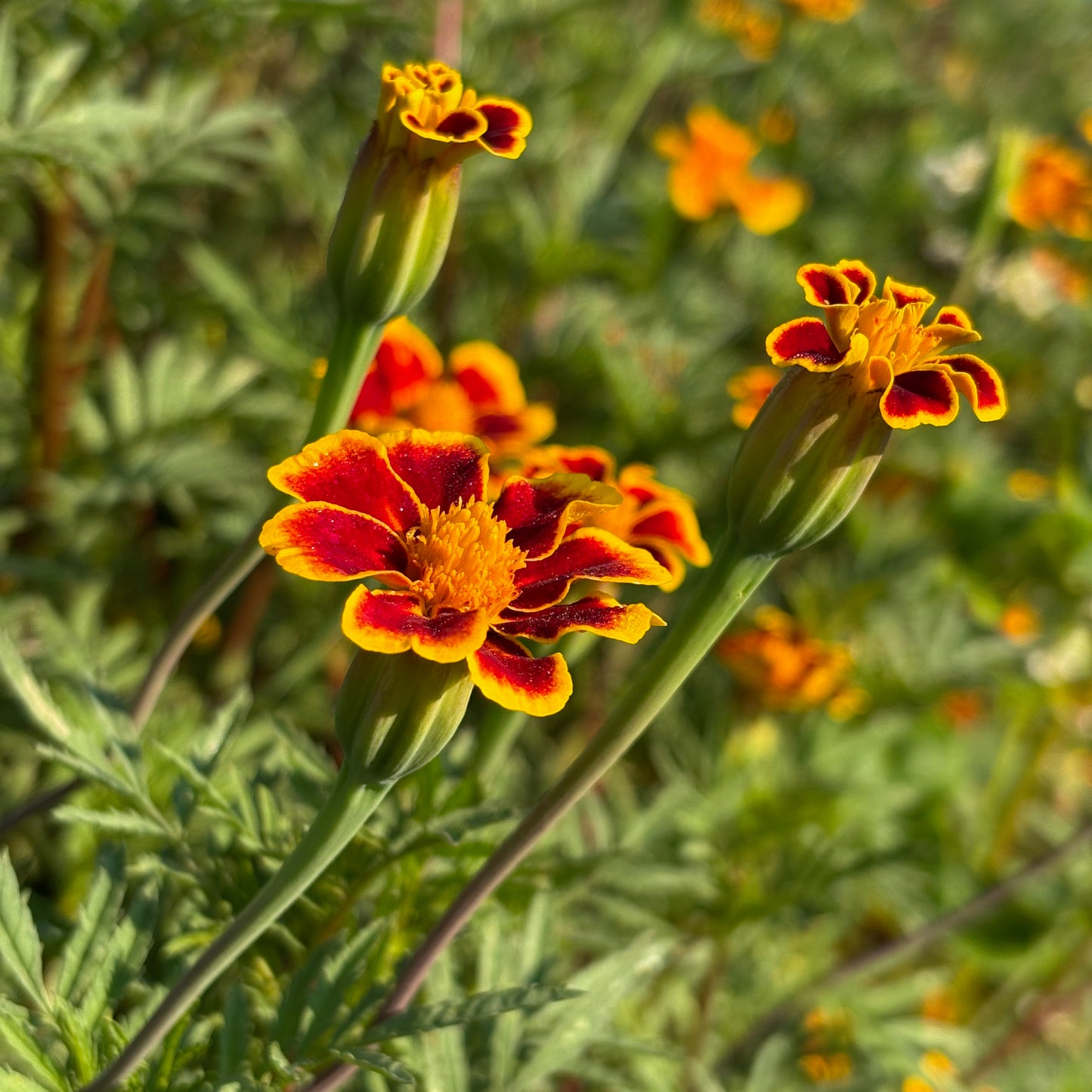 Marigold ⁃ Organic Seed - Frances Choice