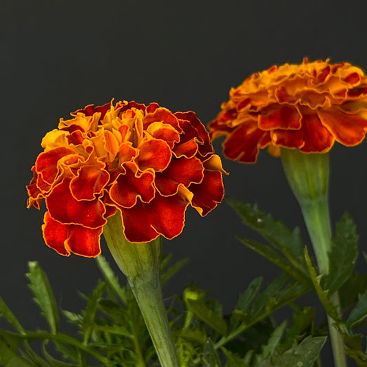 Marigold - Queen Sophia
