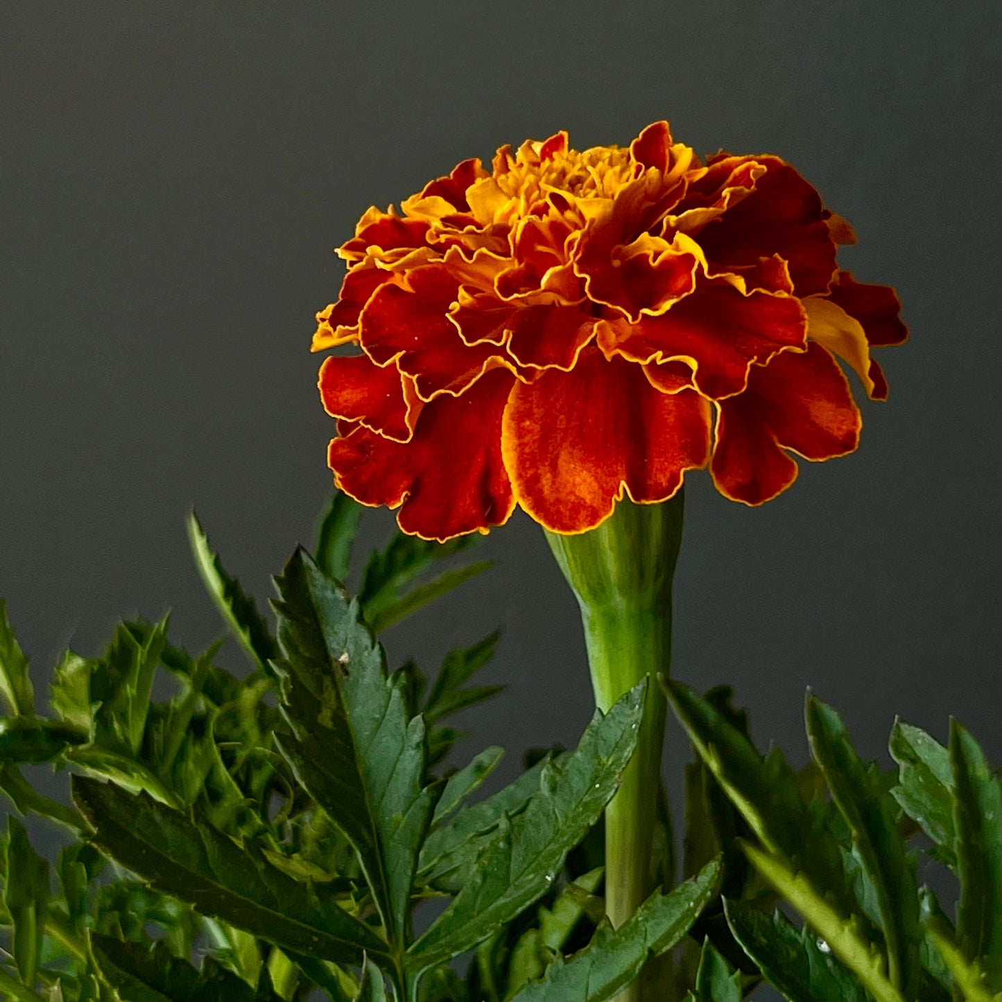 Marigold - Queen Sophia