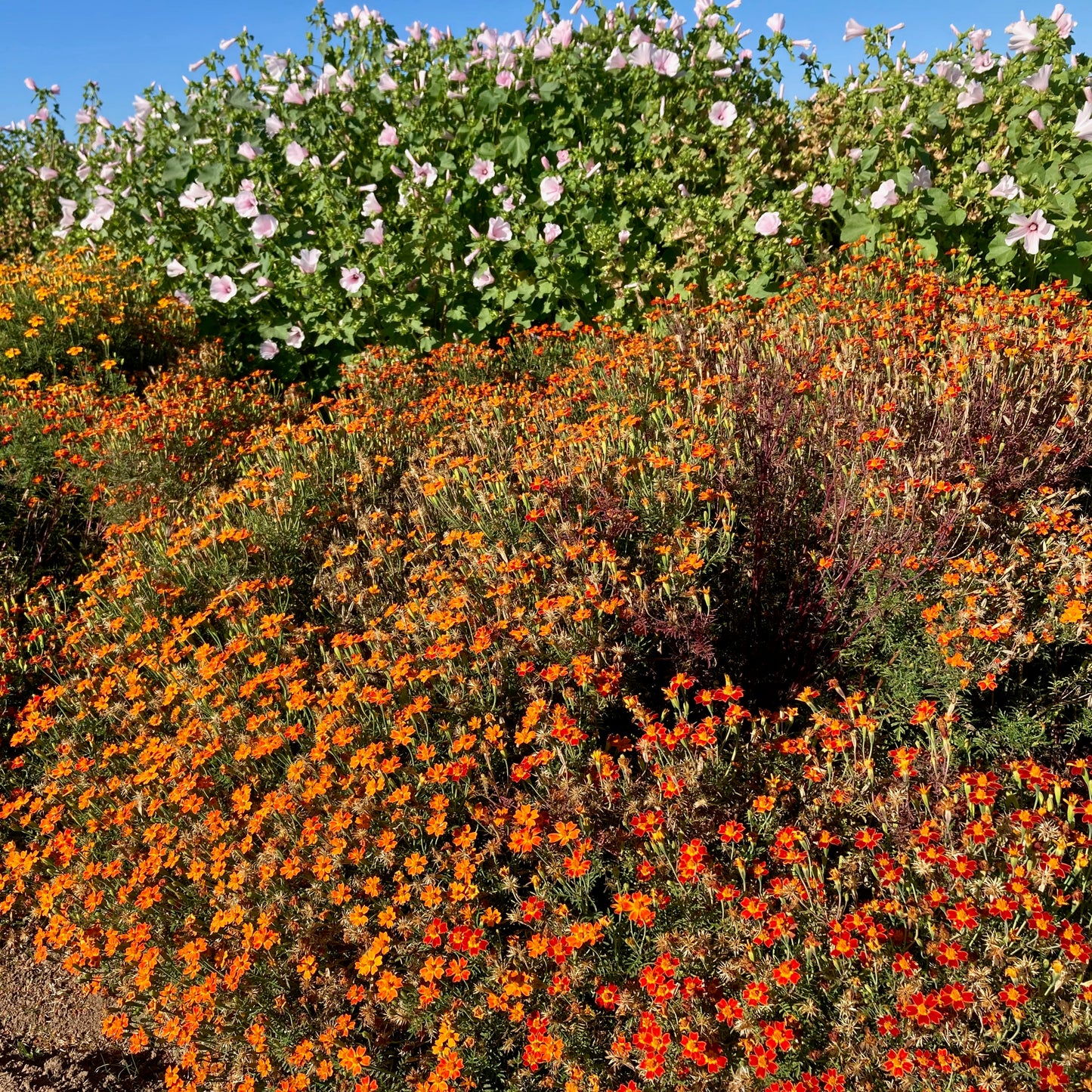 Marigold - Red Gem