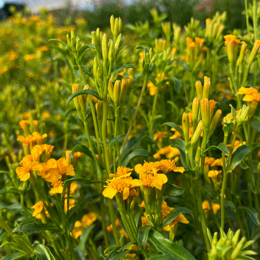 Mexican Mint Marigold - Mexican Mint Marigold