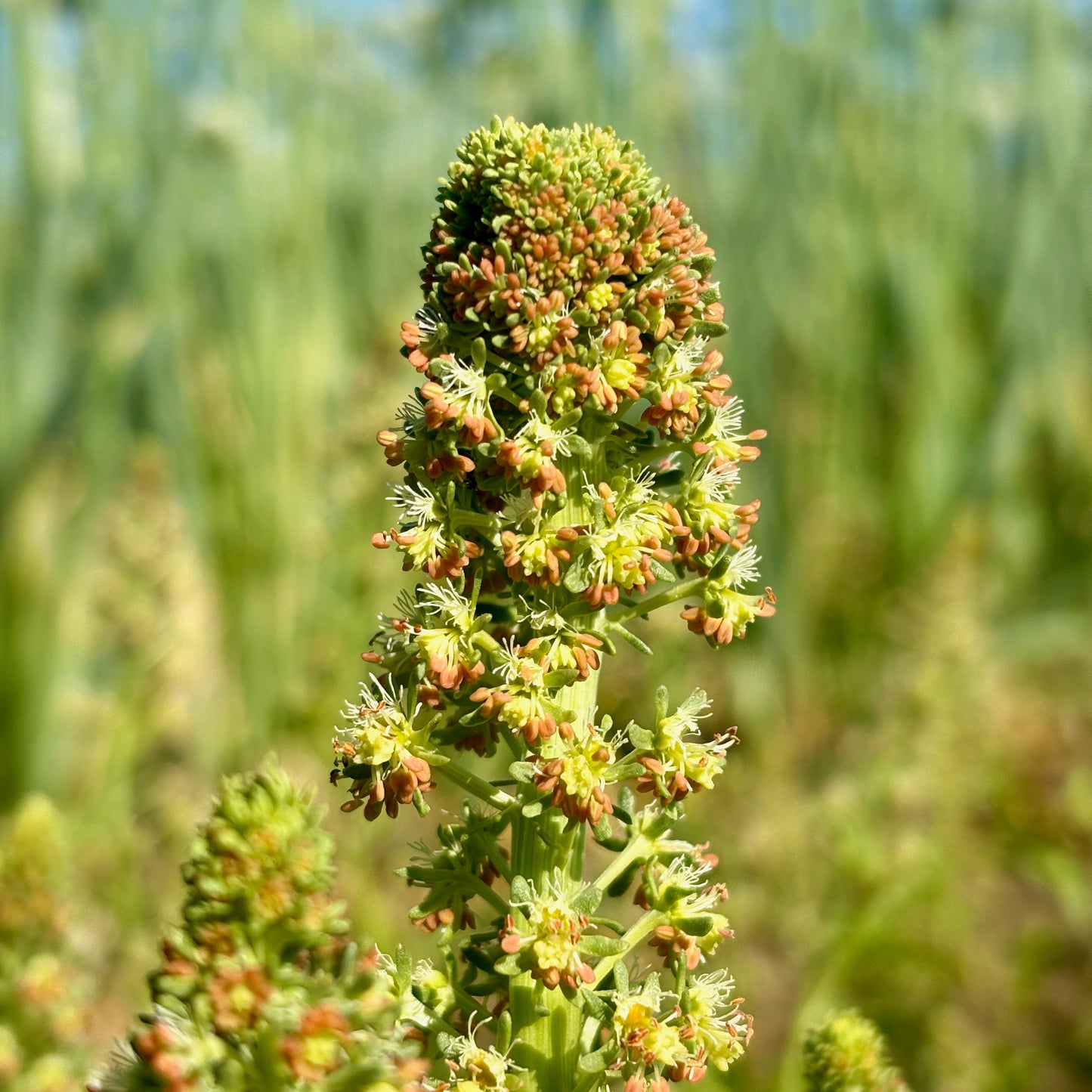 Mignonette ⁃ Organic Seed - Mignonette