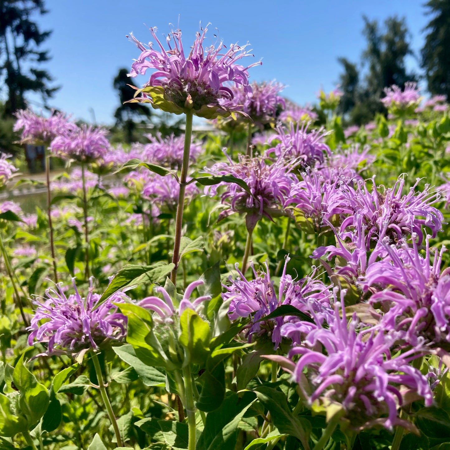 Monarda (Bee Balm) - Wild Bergamot