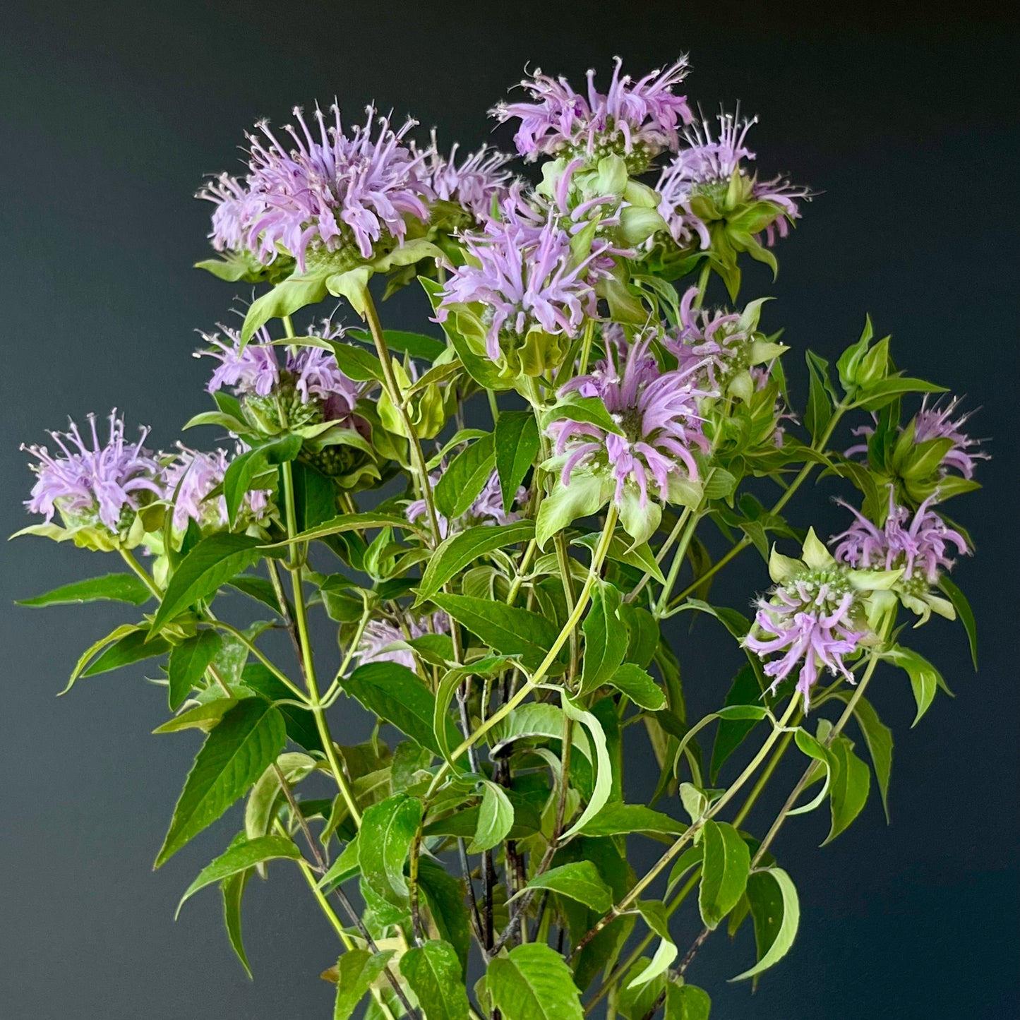 Monarda (Bee Balm) - Wild Bergamot