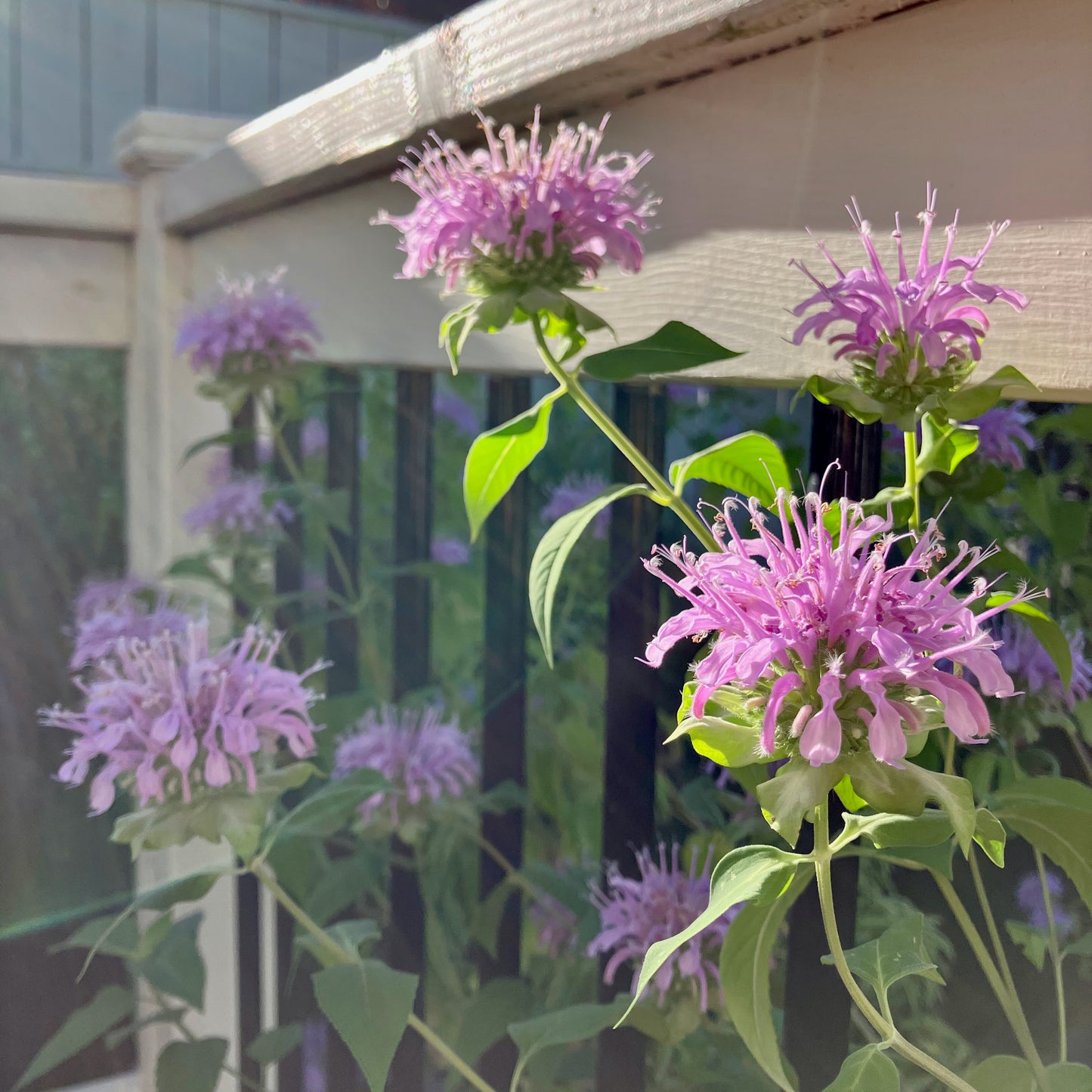 Monarda (Bee Balm) - Wild Bergamot