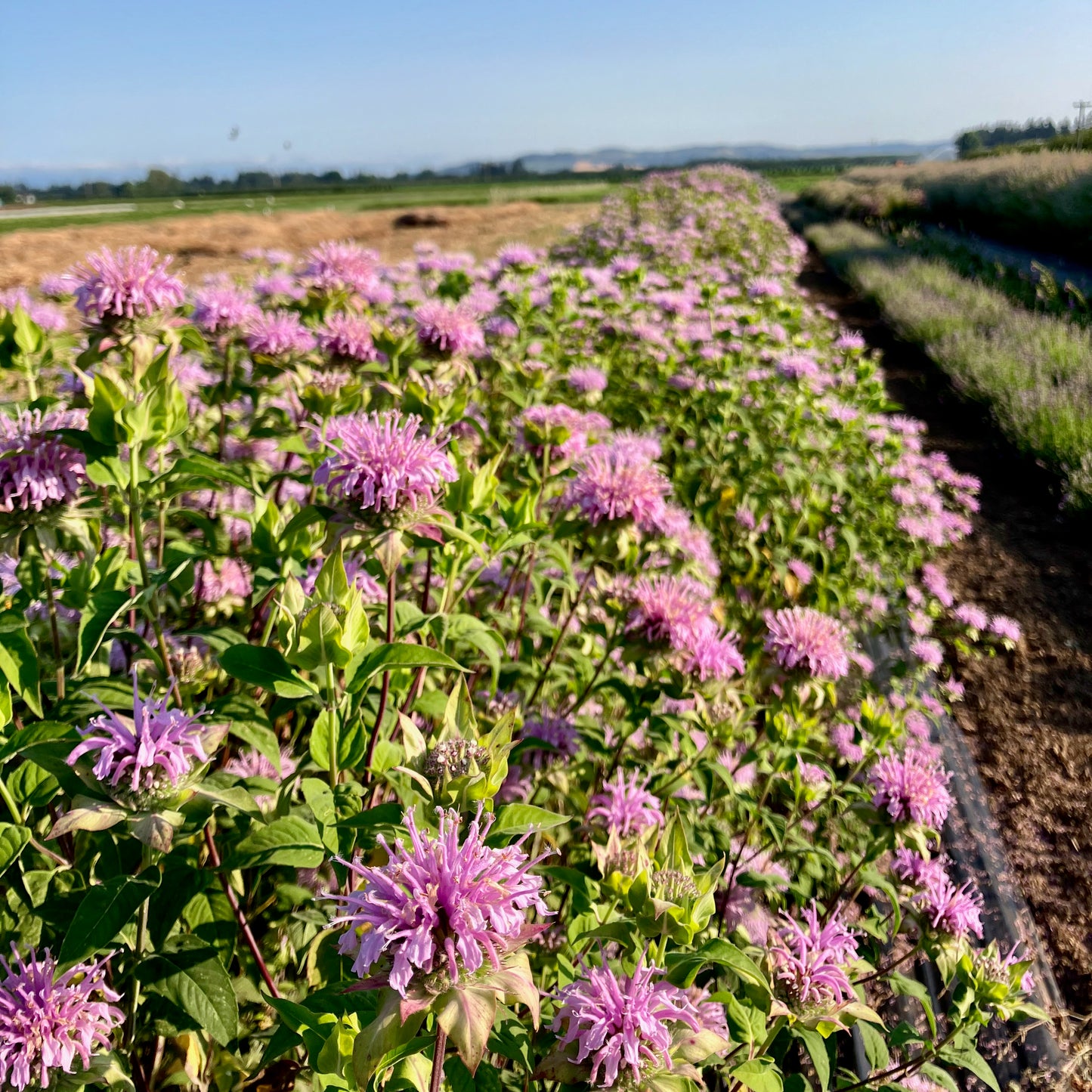 Monarda (Bee Balm) - Wild Bergamot