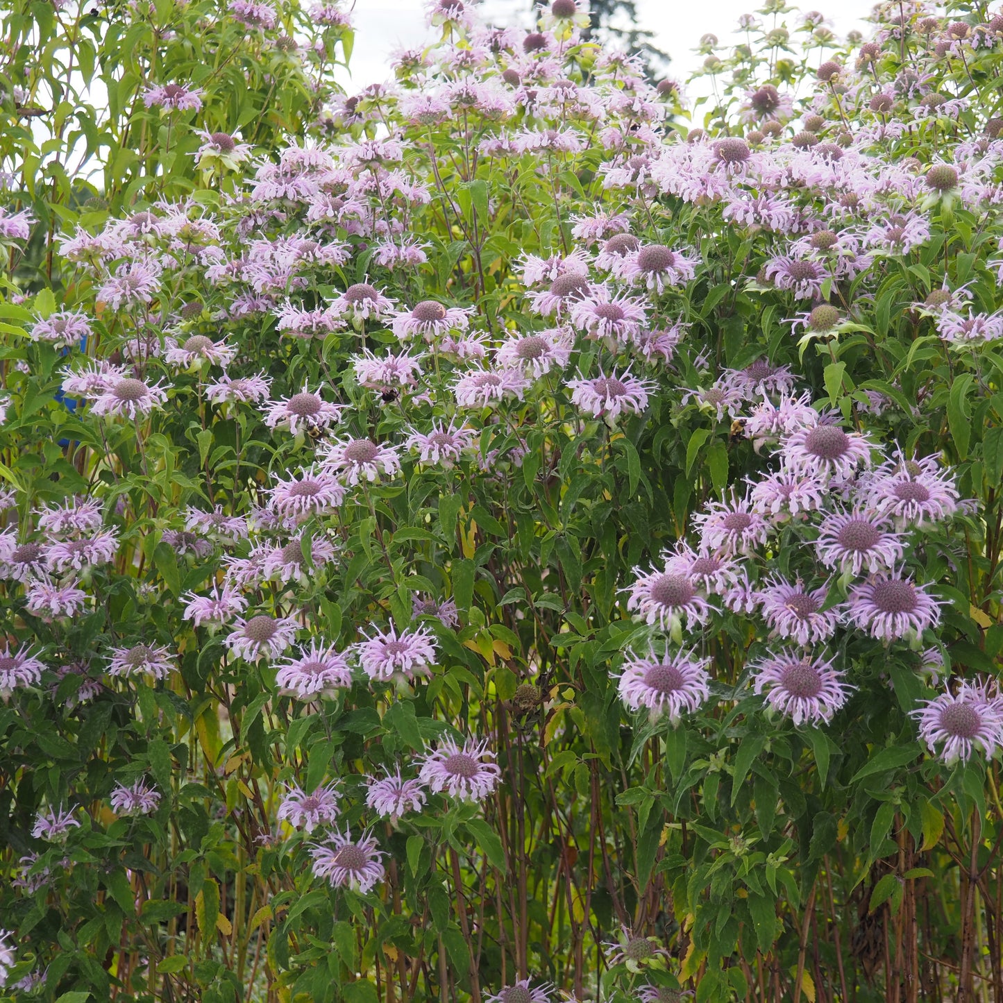 Monarda (Bee Balm) ⁃ Organic Seed - Wild Bergamot