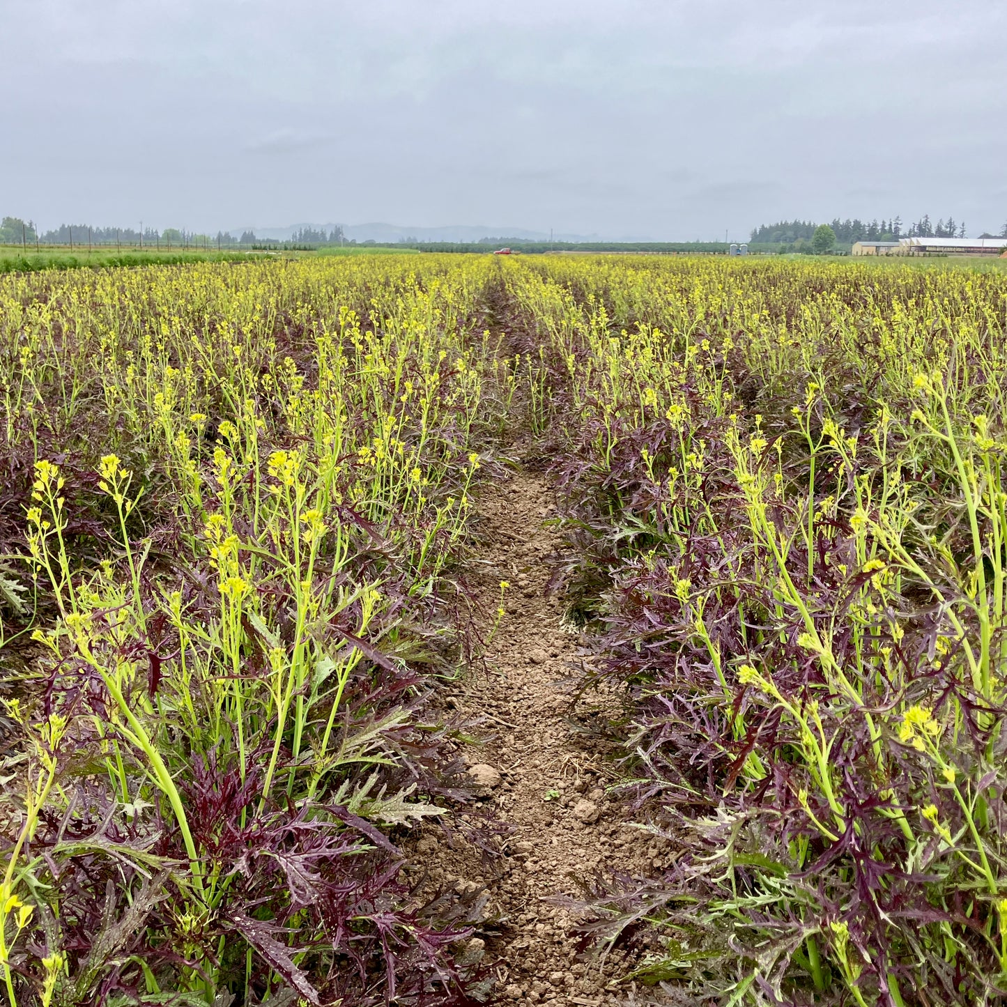 Greens - Ruby Streaks Mustard