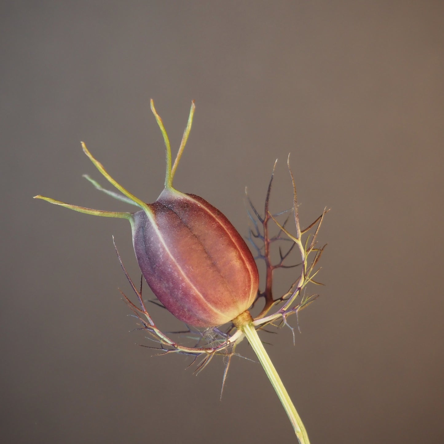 Nigella ⁃ Organic Seed - Albion Black Pod