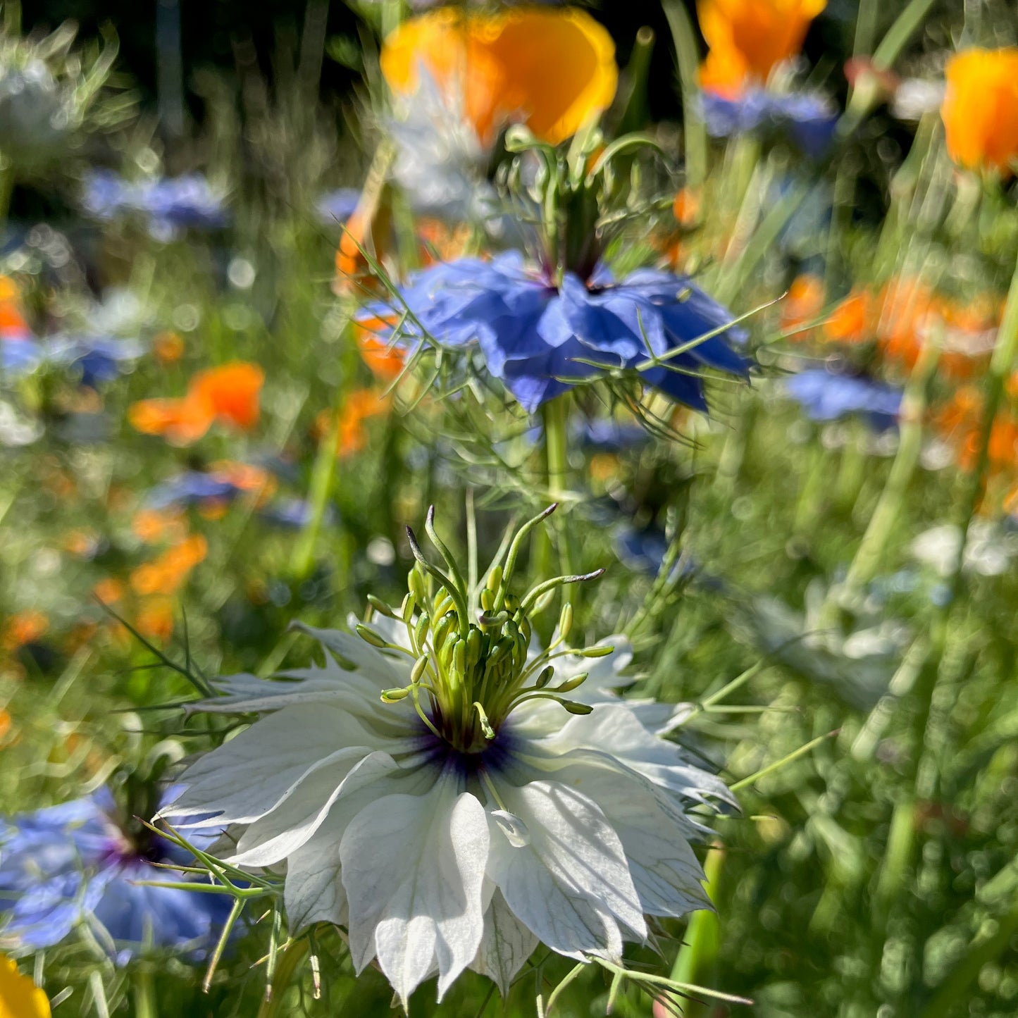Nigella - Miss Jekyll Blend