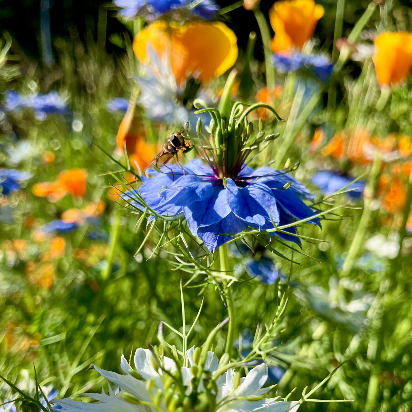 Nigella - Miss Jekyll Blend