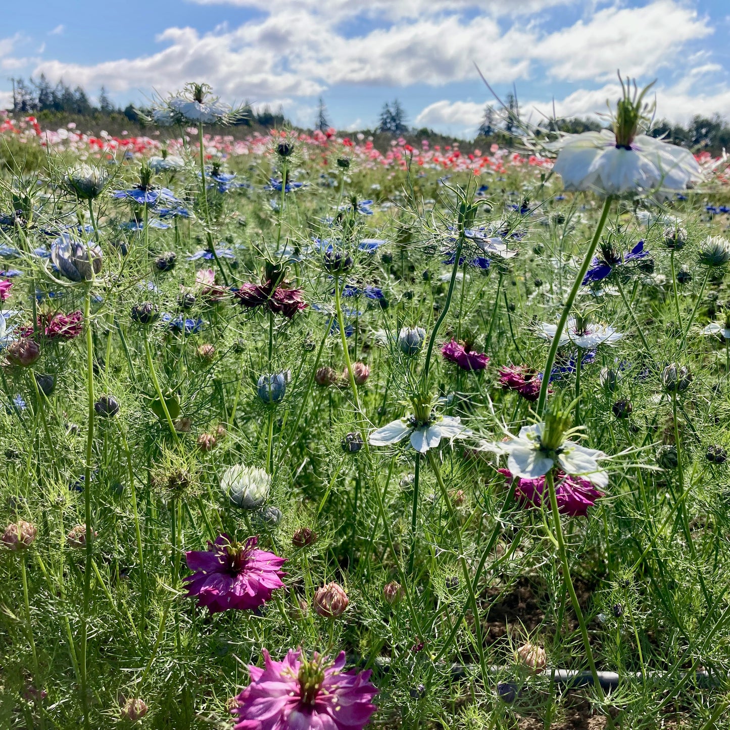Nigella - Miss Jekyll Blend
