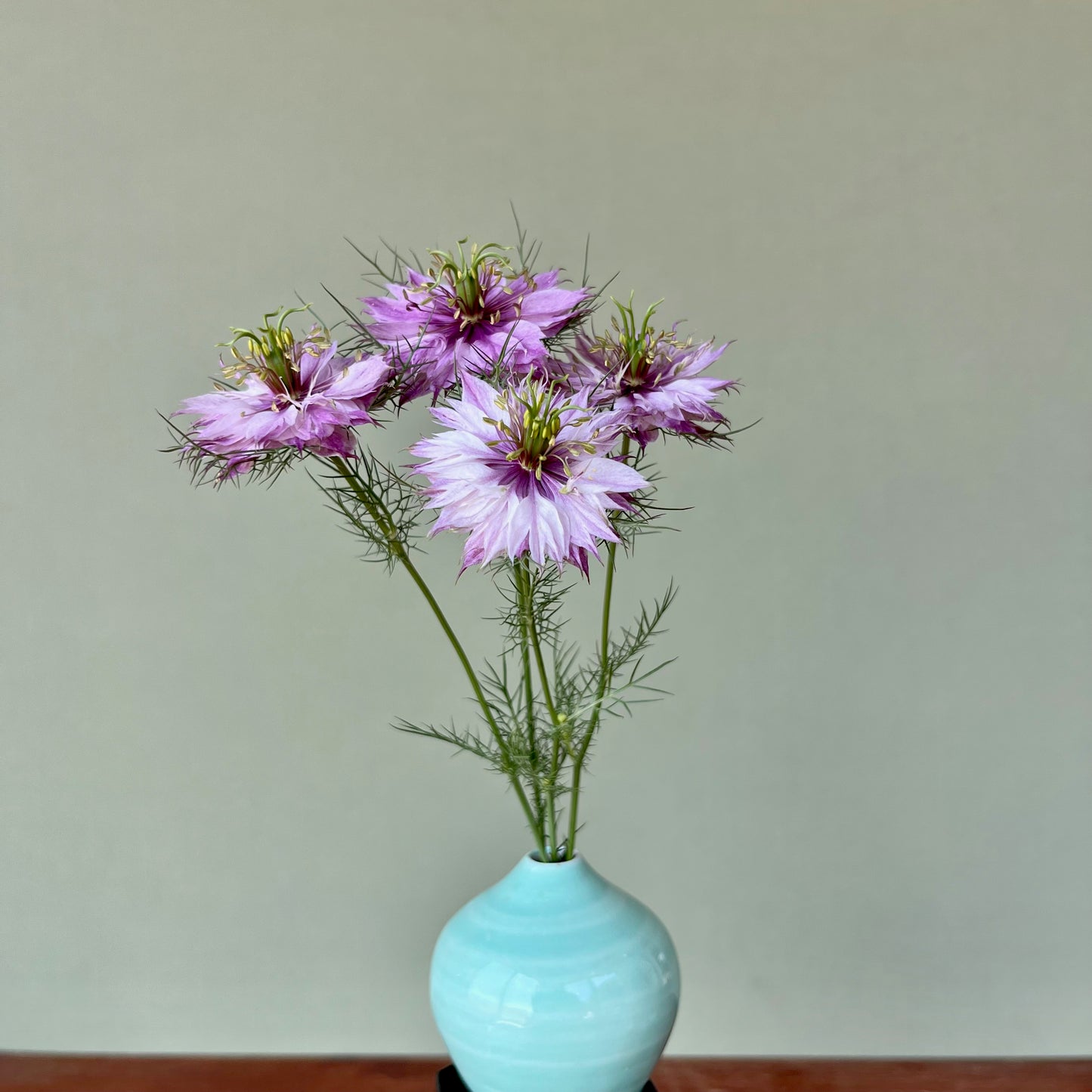 Nigella - Miss Jekyll Rose