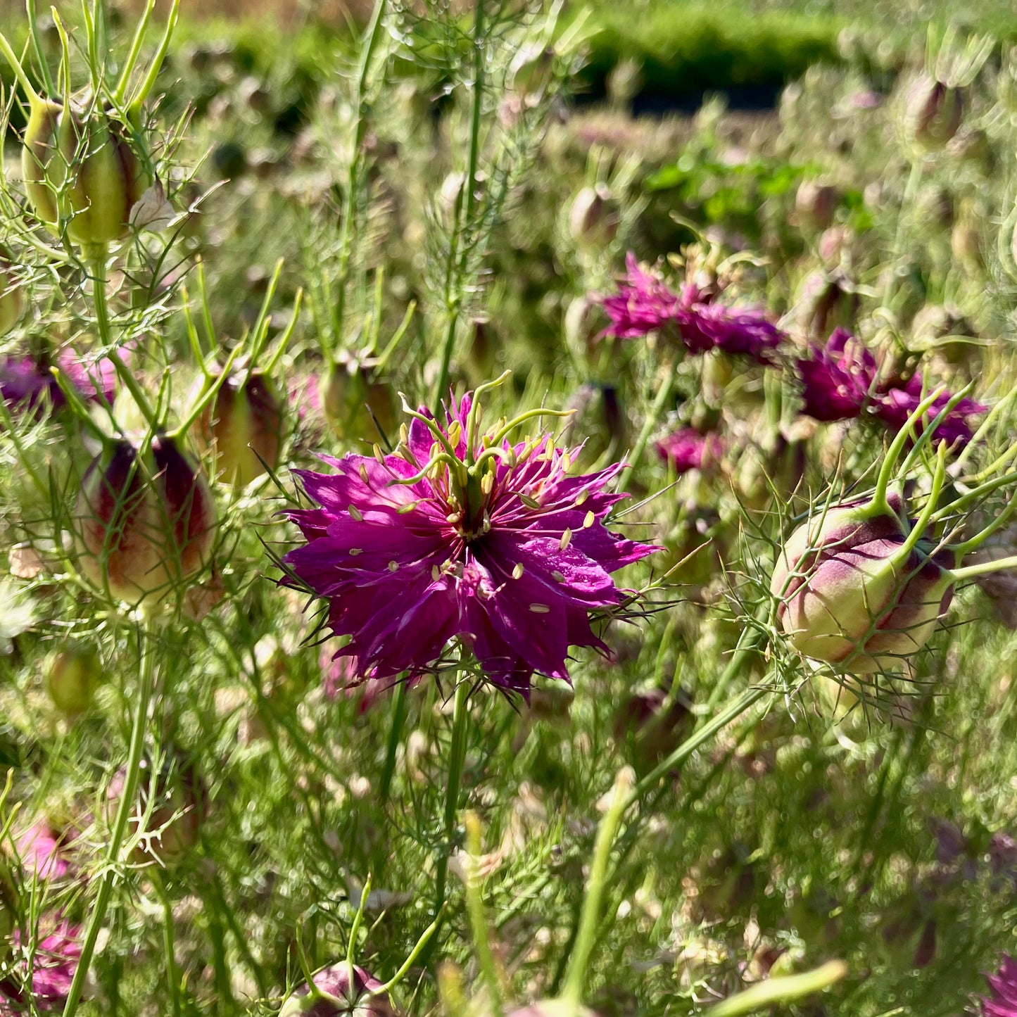Nigella - Miss Jekyll Rose